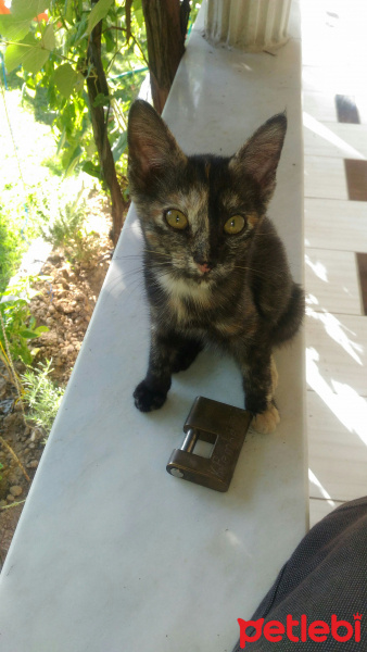 Soke, Kedi  Şeytan fotoğrafı