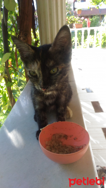 Soke, Kedi  Şeytan fotoğrafı