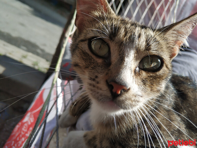 Tekir Kedi, Kedi  Maya fotoğrafı