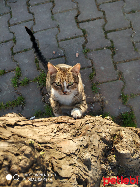 Tekir Kedi, Kedi  Maya fotoğrafı