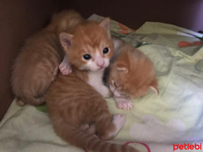 Chinchilla, Kedi  Minik yavrular fotoğrafı