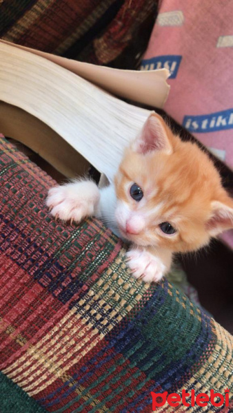 Chinchilla, Kedi  Minik yavrular fotoğrafı