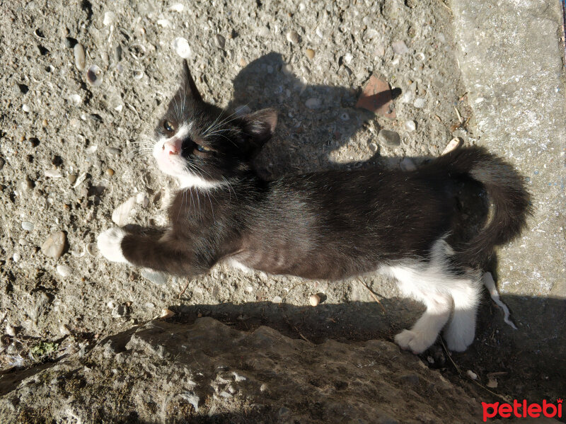 Tekir Kedi, Kedi  Yaşar fotoğrafı