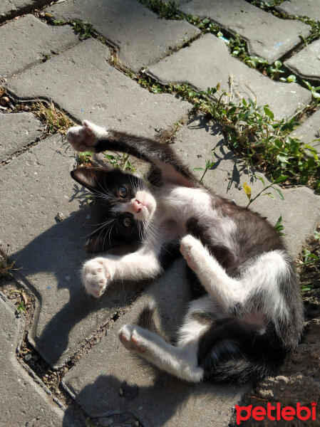 Tekir Kedi, Kedi  Yaşar fotoğrafı