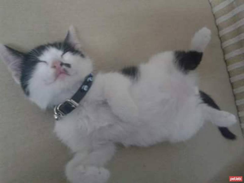 Tekir Kedi, Kedi  Yagmur fotoğrafı