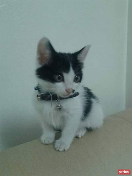 Tekir Kedi, Kedi  Yagmur fotoğrafı