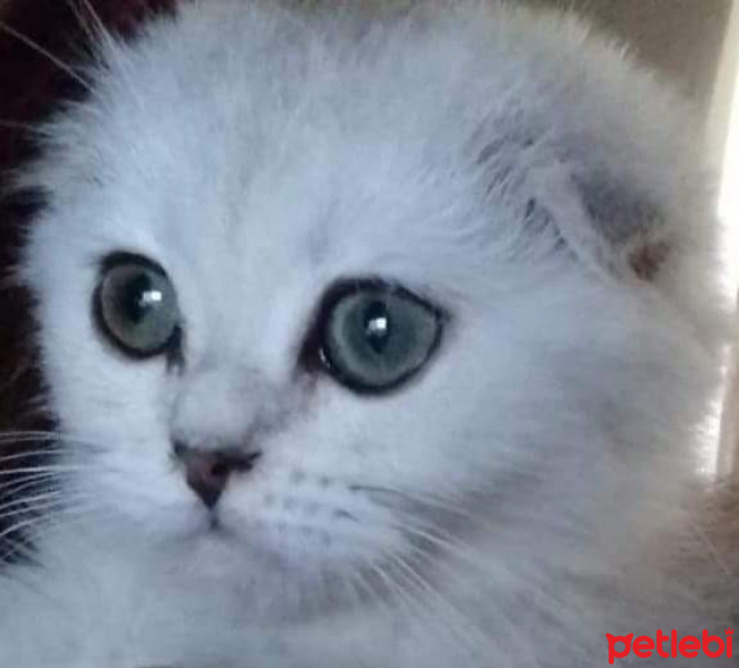 Scottish Fold, Kedi  Barbie fotoğrafı