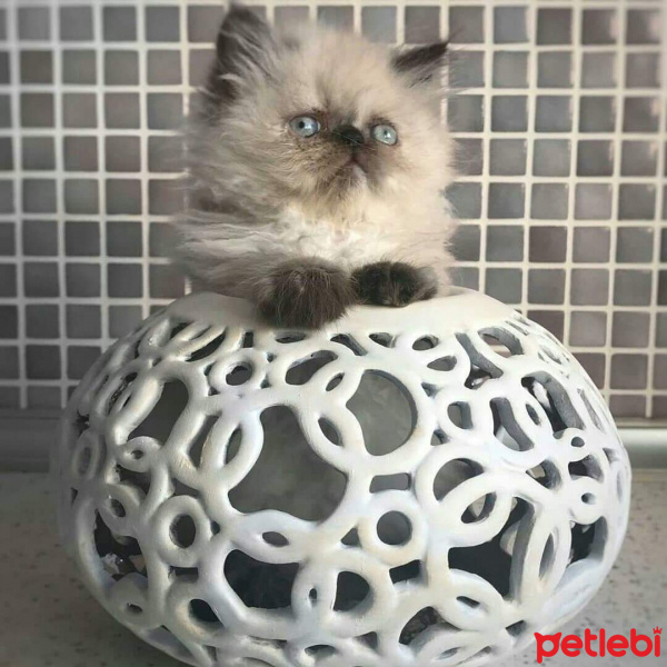 İran Kedisi (Persian), Kedi  Pati fotoğrafı