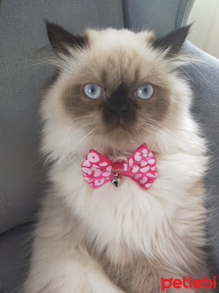 İran Kedisi (Persian), Kedi  Pati fotoğrafı