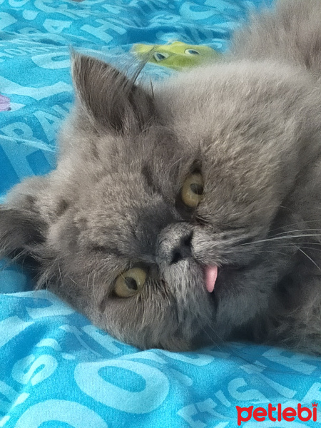 İran Kedisi (Persian), Kedi  Pati fotoğrafı