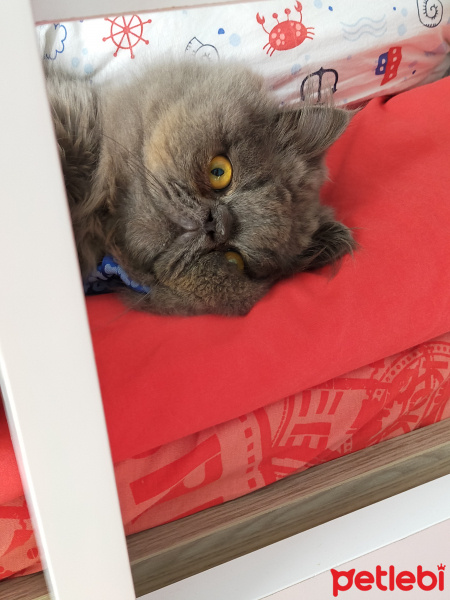 İran Kedisi (Persian), Kedi  Pati fotoğrafı
