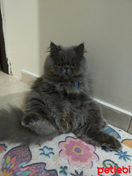 İran Kedisi (Persian), Kedi  Pati fotoğrafı