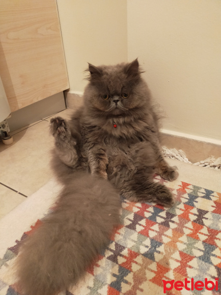 İran Kedisi (Persian), Kedi  Pati fotoğrafı