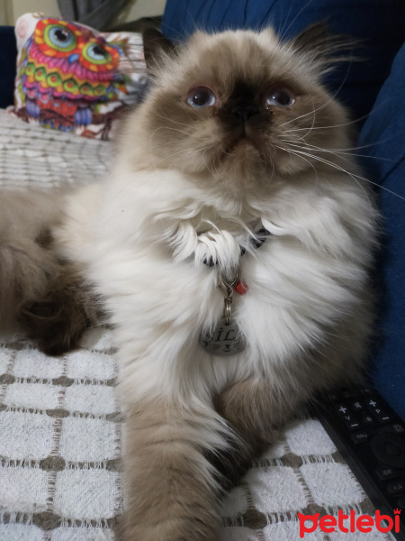 İran Kedisi (Persian), Kedi  Pati fotoğrafı
