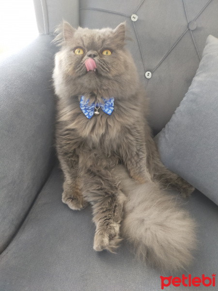 İran Kedisi (Persian), Kedi  Pati fotoğrafı