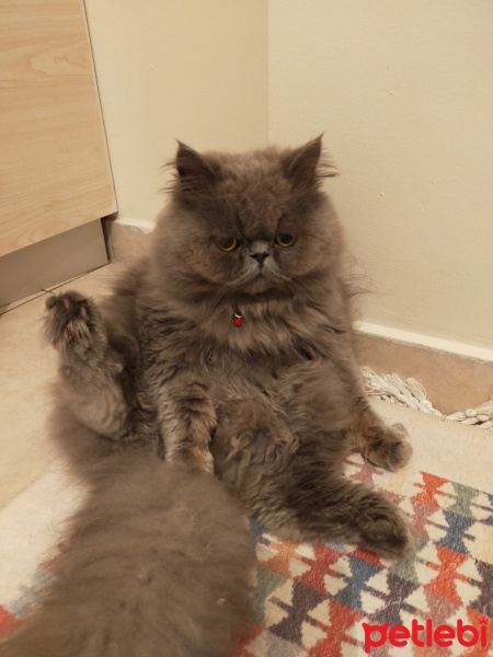 İran Kedisi (Persian), Kedi  Pati fotoğrafı