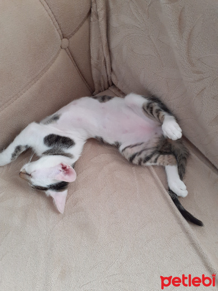 Tekir Kedi, Kedi  Ponçik fotoğrafı