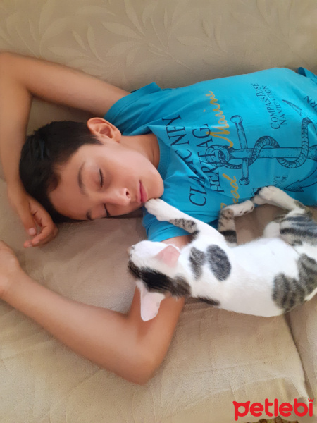 Tekir Kedi, Kedi  Ponçik fotoğrafı