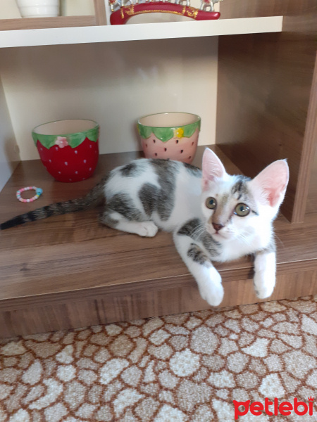 Tekir Kedi, Kedi  Ponçik fotoğrafı