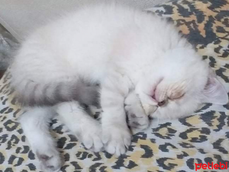 Exotic Shorthair, Kedi  Baby fotoğrafı
