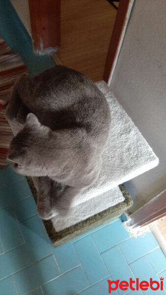 British Shorthair, Kedi  Duman fotoğrafı