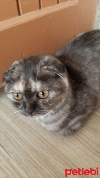 Scottish Fold, Kedi  Ponpon fotoğrafı