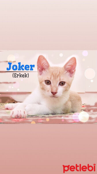 Tekir Kedi, Kedi  Joker fotoğrafı