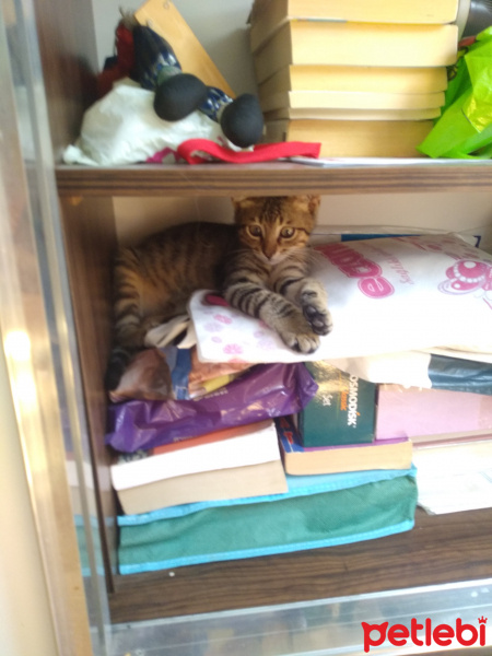 Tekir Kedi, Kedi  Rıfat fotoğrafı
