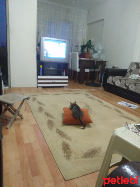 Tekir Kedi, Kedi  Rıfat fotoğrafı