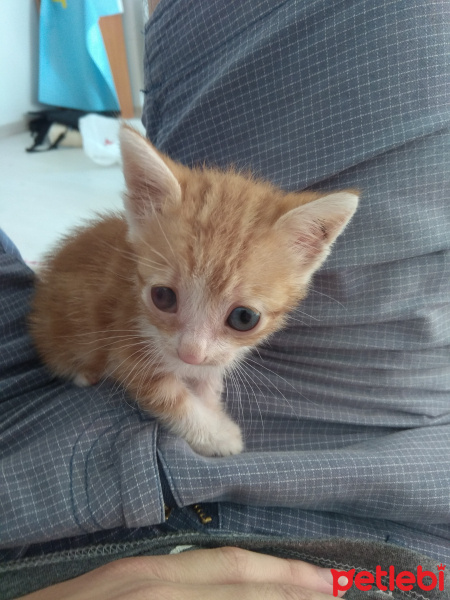 Soke, Kedi  Adsız fotoğrafı