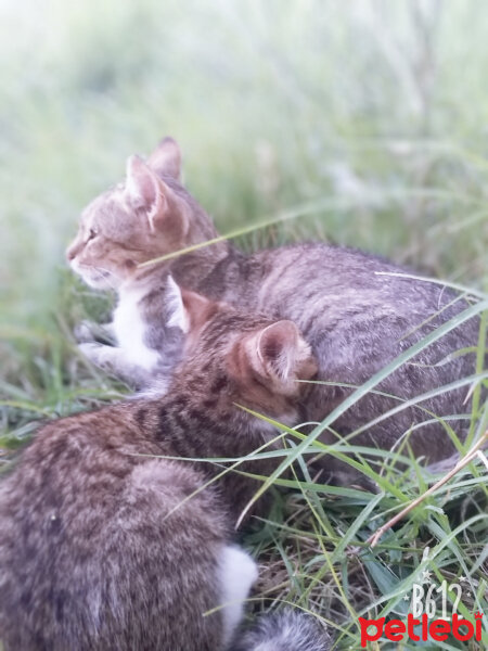 Soke, Kedi  İğde fotoğrafı