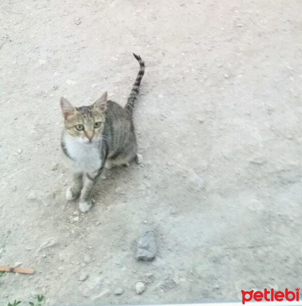 Soke, Kedi  İğde fotoğrafı