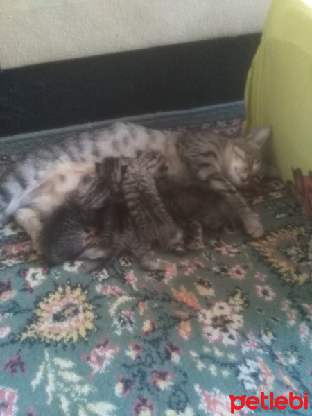 Tekir Kedi, Kedi  Miyuk fotoğrafı