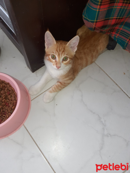 Tekir Kedi, Kedi  Tarçın fotoğrafı
