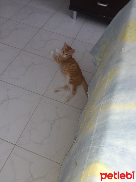 Tekir Kedi, Kedi  Tarçın fotoğrafı