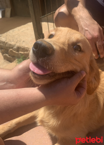 Golden Retriever, Köpek  Mike fotoğrafı