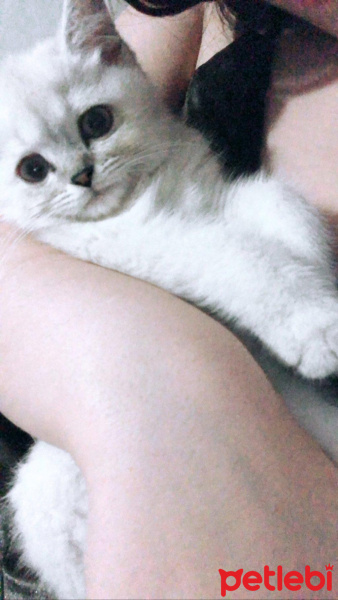 British Shorthair, Kedi  Maya fotoğrafı
