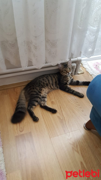 İran Kedisi (Persian), Kedi  Yakışıklımıza Acil Yuva Arıyoruz fotoğrafı