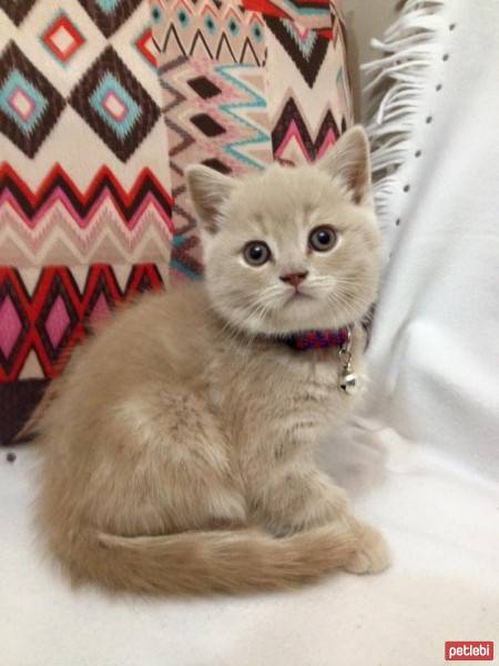 British Shorthair, Kedi  latte fotoğrafı