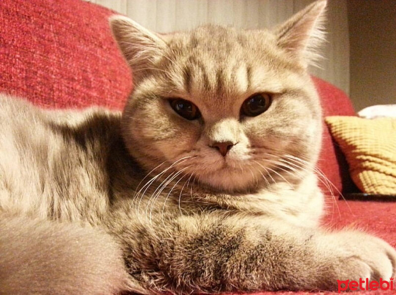 British Shorthair, Kedi  Sufle fotoğrafı