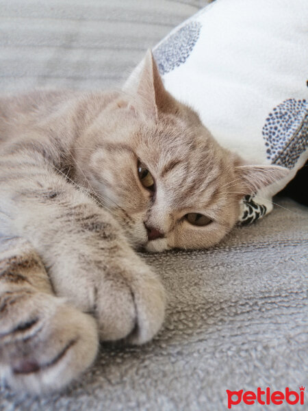 British Shorthair, Kedi  Sufle fotoğrafı