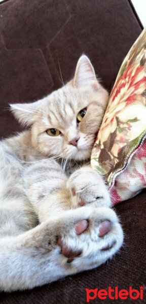 British Shorthair, Kedi  Sufle fotoğrafı