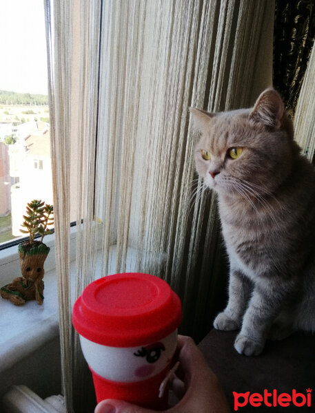 British Shorthair, Kedi  Sufle fotoğrafı