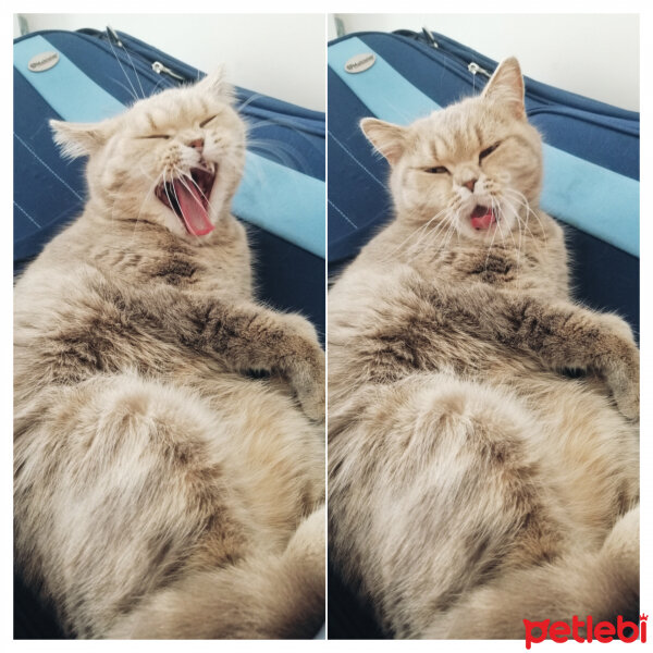 British Shorthair, Kedi  Sufle fotoğrafı