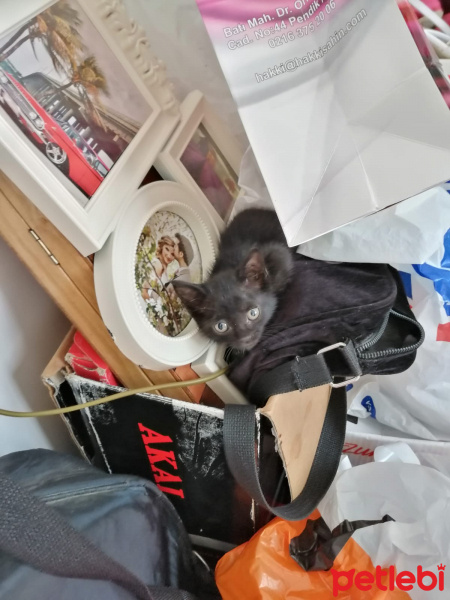 Tekir Kedi, Kedi  Gece fotoğrafı