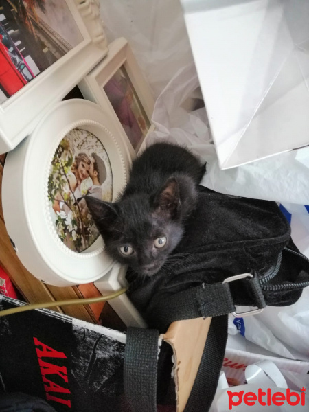 Tekir Kedi, Kedi  Gece fotoğrafı