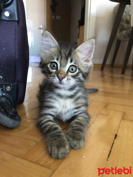 Tekir Kedi, Kedi  Poko fotoğrafı