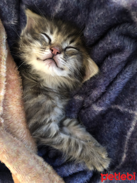 Tekir Kedi, Kedi  Poko fotoğrafı
