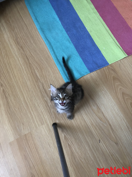 Tekir Kedi, Kedi  Poko fotoğrafı