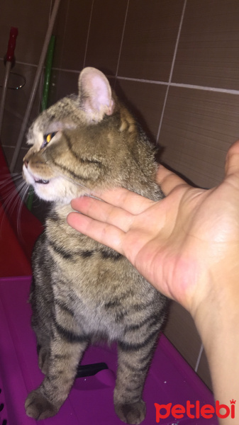 British Shorthair, Kedi  Duman fotoğrafı
